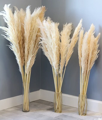 Pampas Grass - Brienne