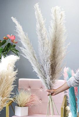 Pampas Grass