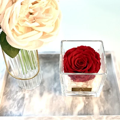 Lush Jumbo Rose in Square Glass Vase