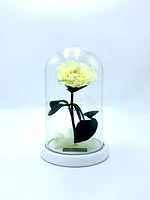 Medium Enchanted Glass Dome