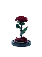 Medium Enchanted Glass Dome