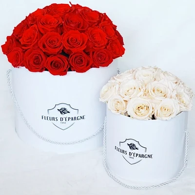 Superdome Prestige Rose Bucket