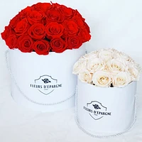 Superdome Prestige Rose Bucket