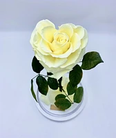 Enchanted Rose in Glass Dome