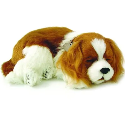 Perfect Petzzz Cavalier King Charles