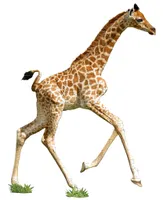 I am Lil' Giraffe - 100 Piece Puzzle