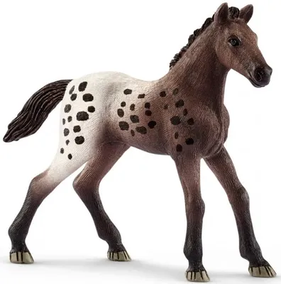 Appaloosa Foal