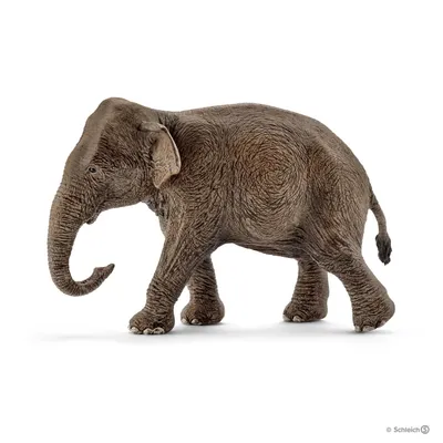 Asian Elephant, Female
