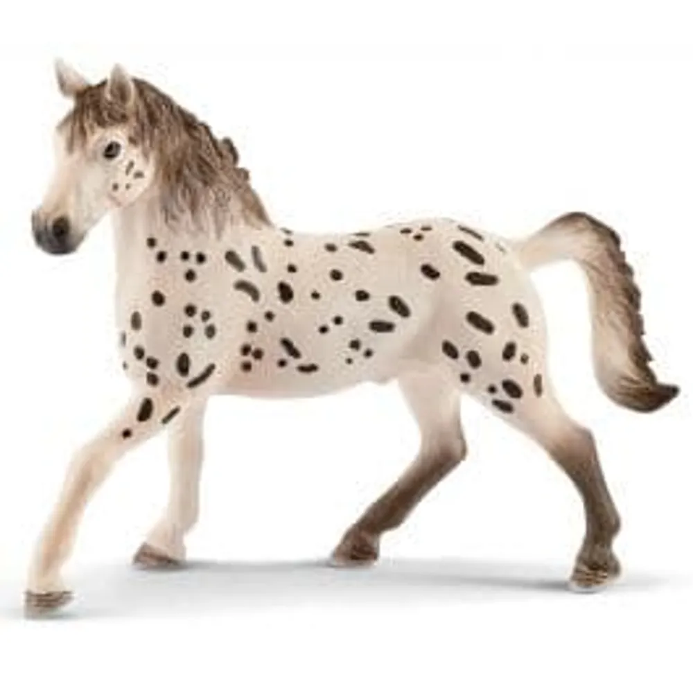 Knabstrupper Stallion