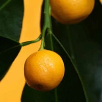 Super Leaves | Revitalisant Volumisant