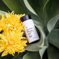 Suavecita | Volumizing Dry Shampoo (50 g / 1.76 oz) – Refreshes Hair with Instant Volume