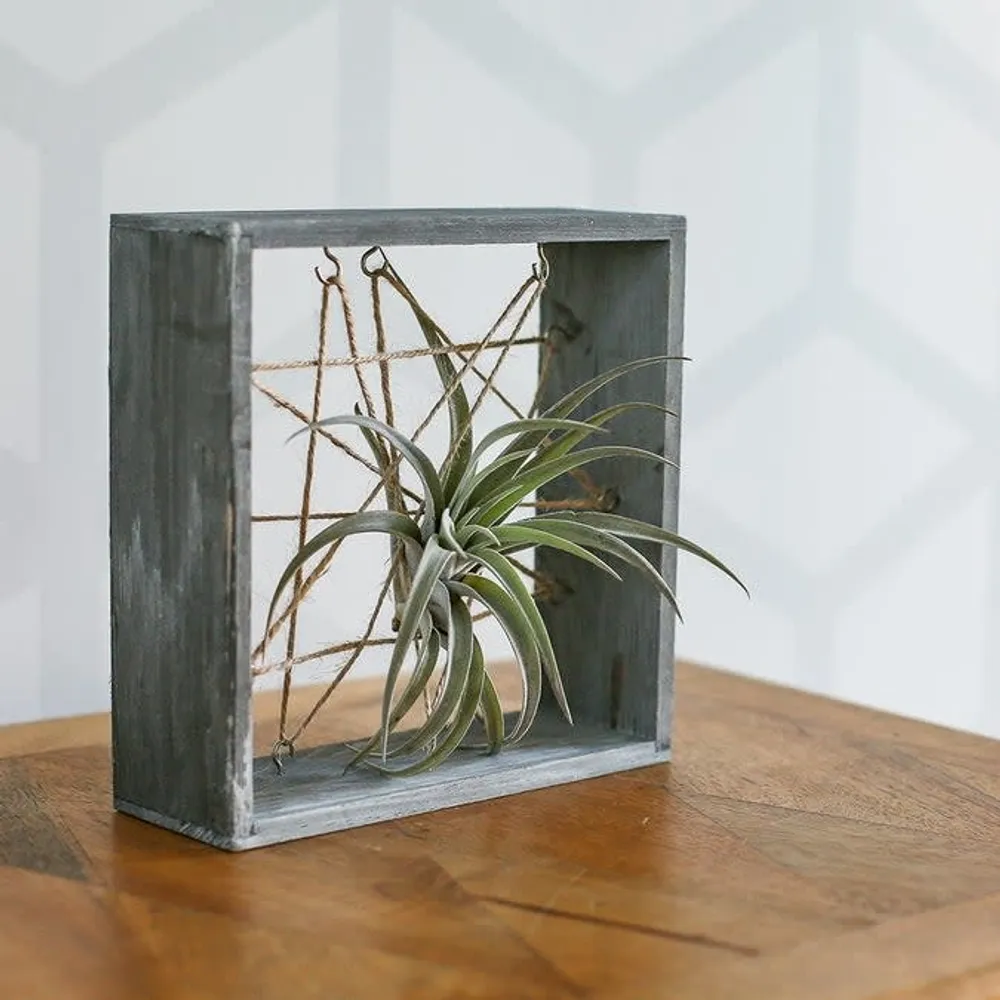 7"SQ White Washed Grey Wooden Air Plant FRAME