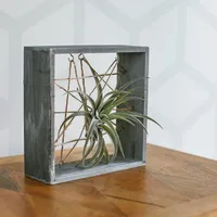 7"SQ White Washed Grey Wooden Air Plant FRAME