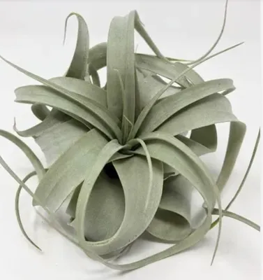 6" Xerographica Air Plant