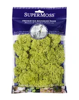 Supermoss Reindeer Moss Charteuse