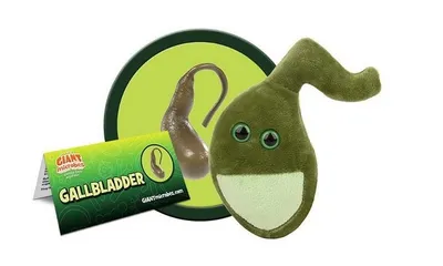 Gallbladder Plush