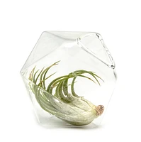 Crystal Air Plant Holder