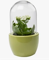 Pill Glass Terrarium Jar For Succulents-Green