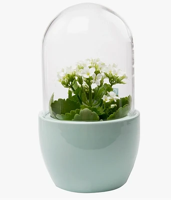 Pill Glass Terrarium Jar For Succulents- Mint