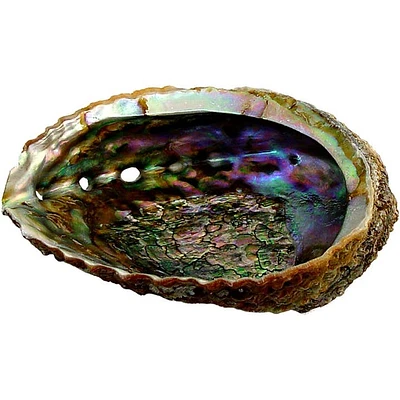 Abalone Shell 4"-6.5"