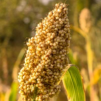 INTELLIGENT NUTRIENTS Soothe-Sayer Bi-Phase Treatment