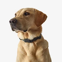 Dog Collar