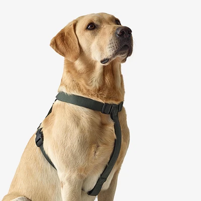 Dog Harness - 100 Green