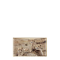 Eye Trio Cheetah