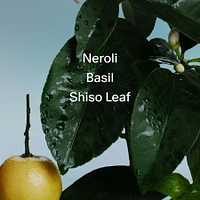 Neroli & Basil Hand Cream