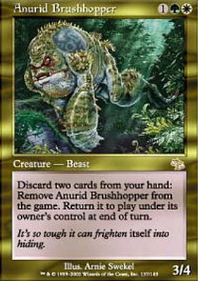 Anurid Brushhopper