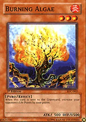 Burning Algae - IOC-062 - Common