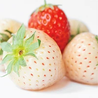 Olay Fresh Outlast Body Wash, White Strawberry & Mint