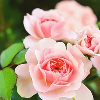 Rose Hips Smooth Shampoo