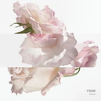 Eau de pamplemousse rose, Eau de Cologne