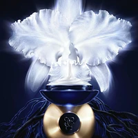 Orchidée Impériale - The Light Cream