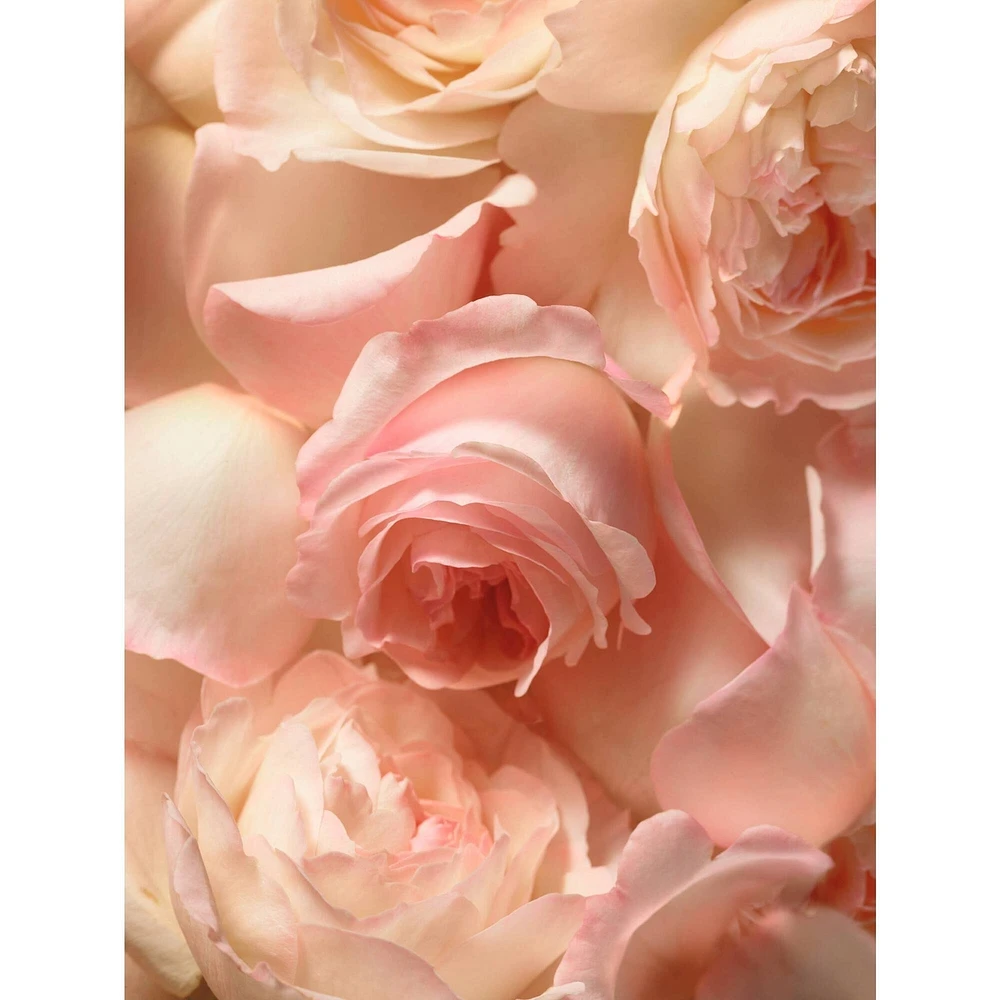 Romance Eau De Parfume