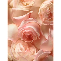 Romance Eau De Parfume
