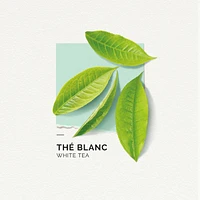 Eau De Parfum White Tea