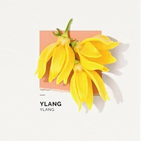 Eau De Parfum Ylang