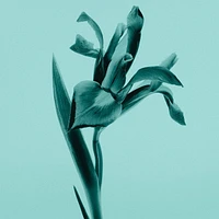 Tiffany Intense EDP 30ml