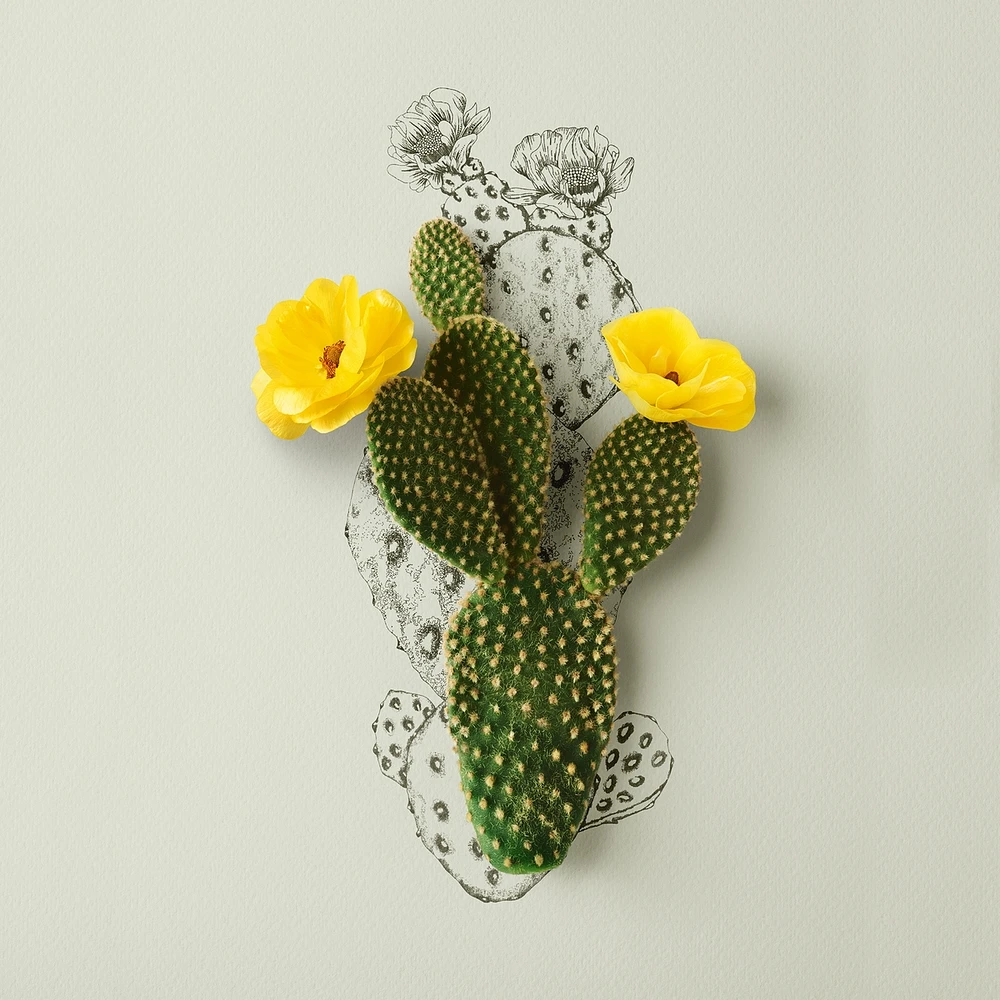 nature in a jar cream-to-water body lotion with cactus fruit extract