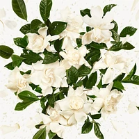 Flora Gorgeous Gardenia Eau de Parfum Gift Set