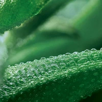 Anti-wrinkle Plumping Cream - Day