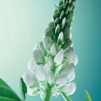 Fortifying Conditioner - Density