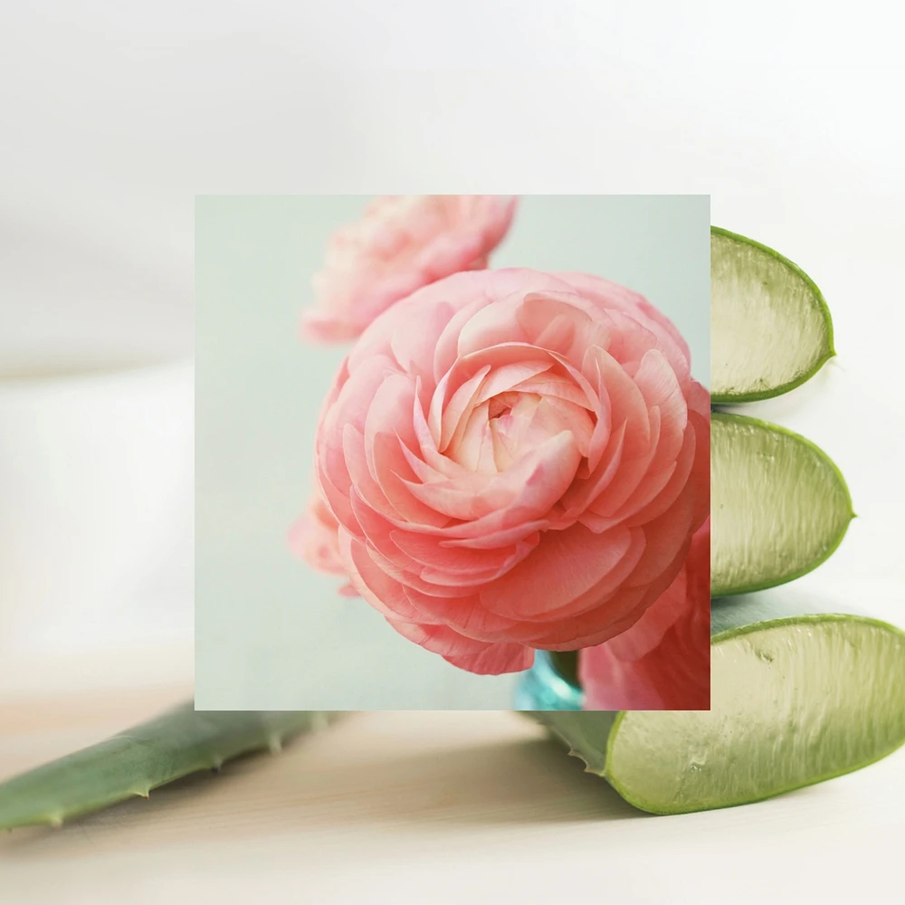 Simply Deo - Beach Rose & Aloe