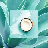 The  Moisture Smoothie Conditioner