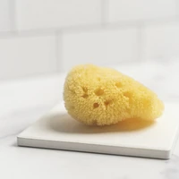 Caribbean Silk Sea Sponge