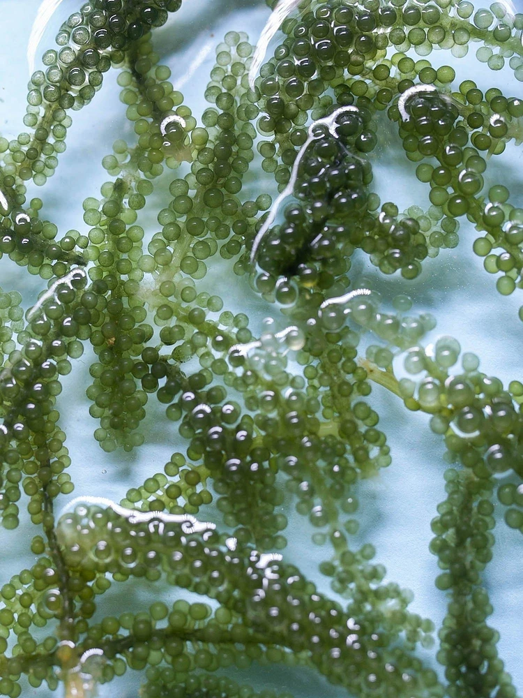 glow essence with sea grape caviar