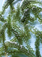glow essence with sea grape caviar