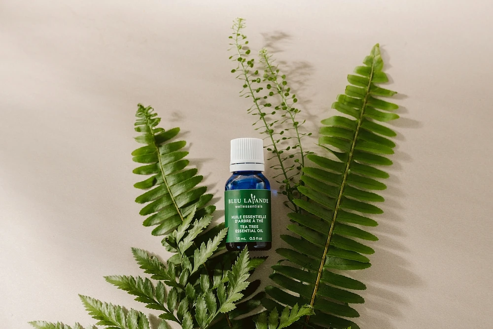 NPN Tea tree essential oil